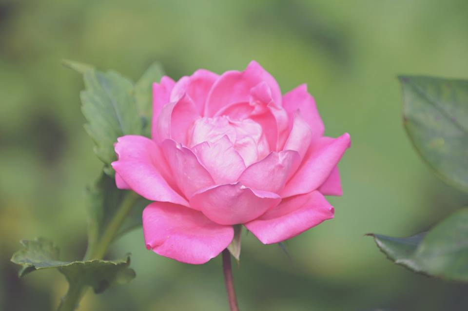 photo by Moon Owl Photography