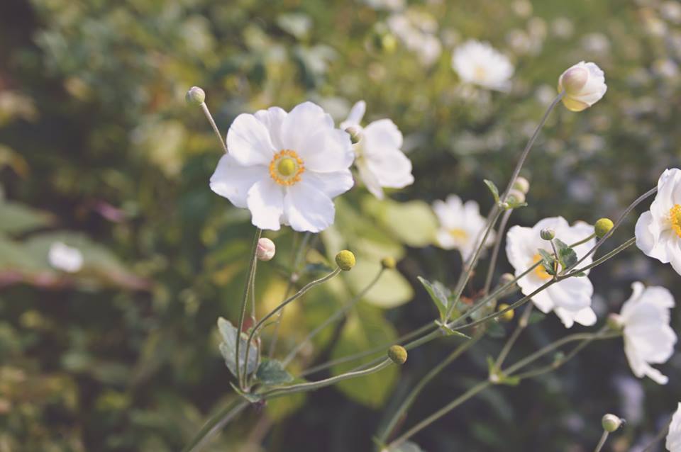 photo by Moon Owl Photography