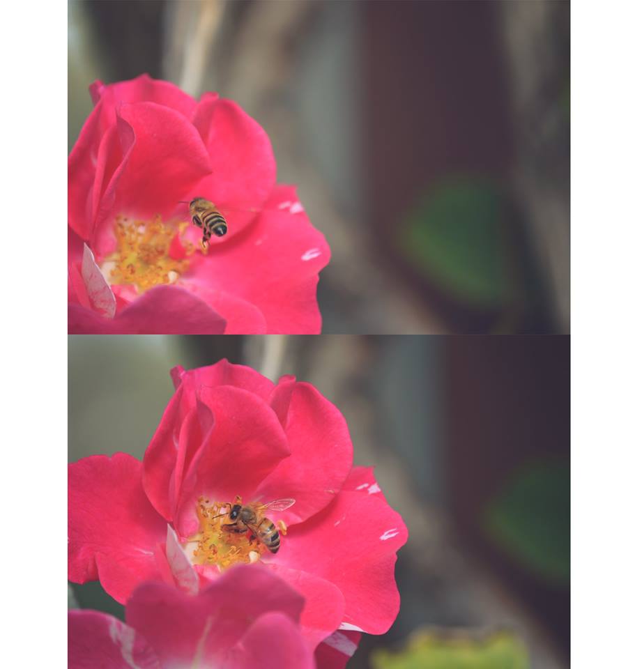 photo by Moon Owl Photography