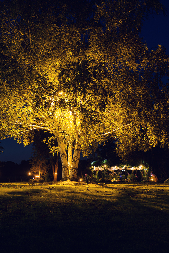 FLOWERING GAZEBO AND BIRCH TREE