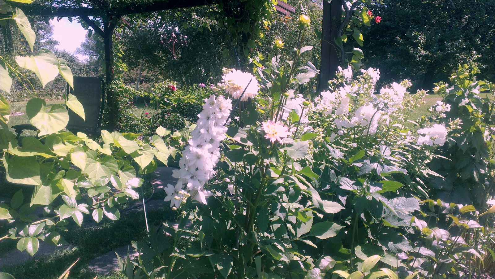 Delphinium, Dahlia and Phlox with the little red Honeysuckle photo bombing in the rear