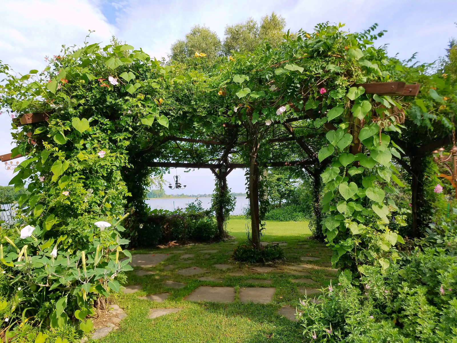 Close-up view of the Morning Glory foliage; yellow Trumpet Vine on canopy with Climbing Rose and Honeysuckle climbing the post on the left and Rose and Morning on right side; with Moon Flower on left base with Veronica and Dahlia on right
