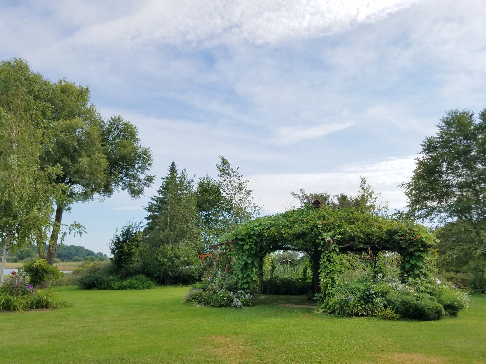 Morning Glories are starting to smother Flowering Gazebo