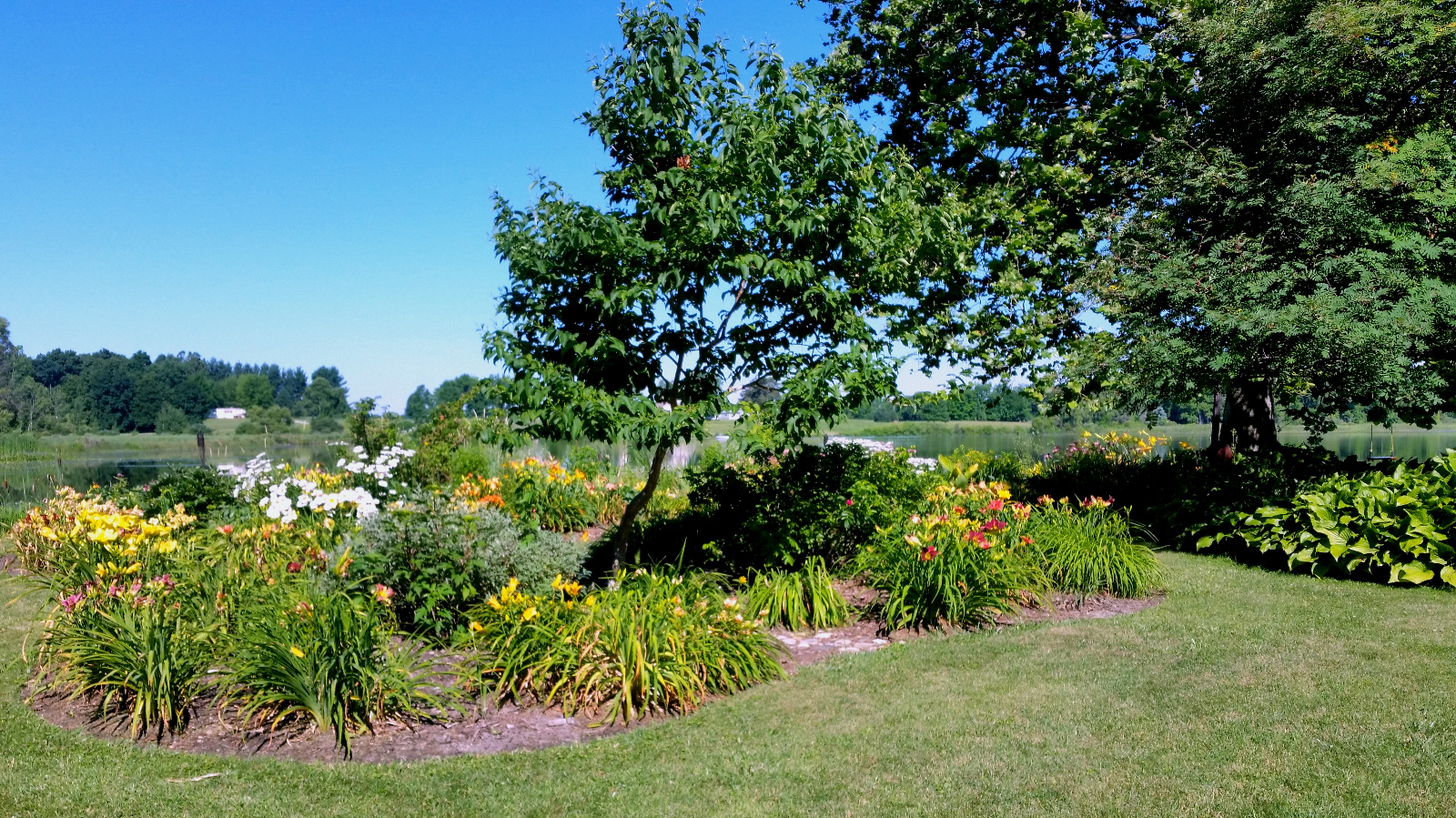 Daylily flowerbed
