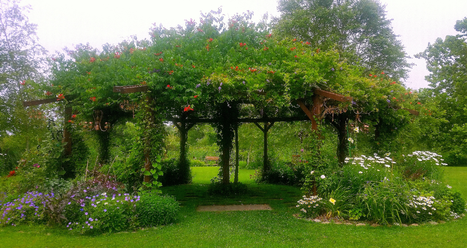 Flowering Gazebo canopy Wisteria and Honeysuckle; flowerbeds in bloom with Geranium, Daisy, Daylily, Hollyhock and Roses