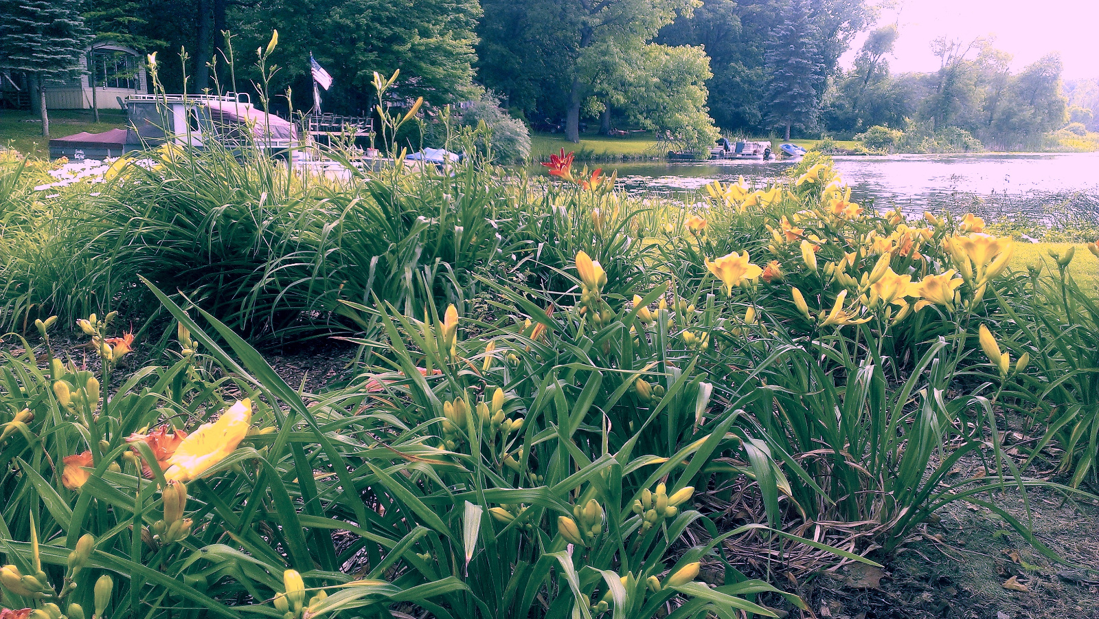 Daylily flowerbeds