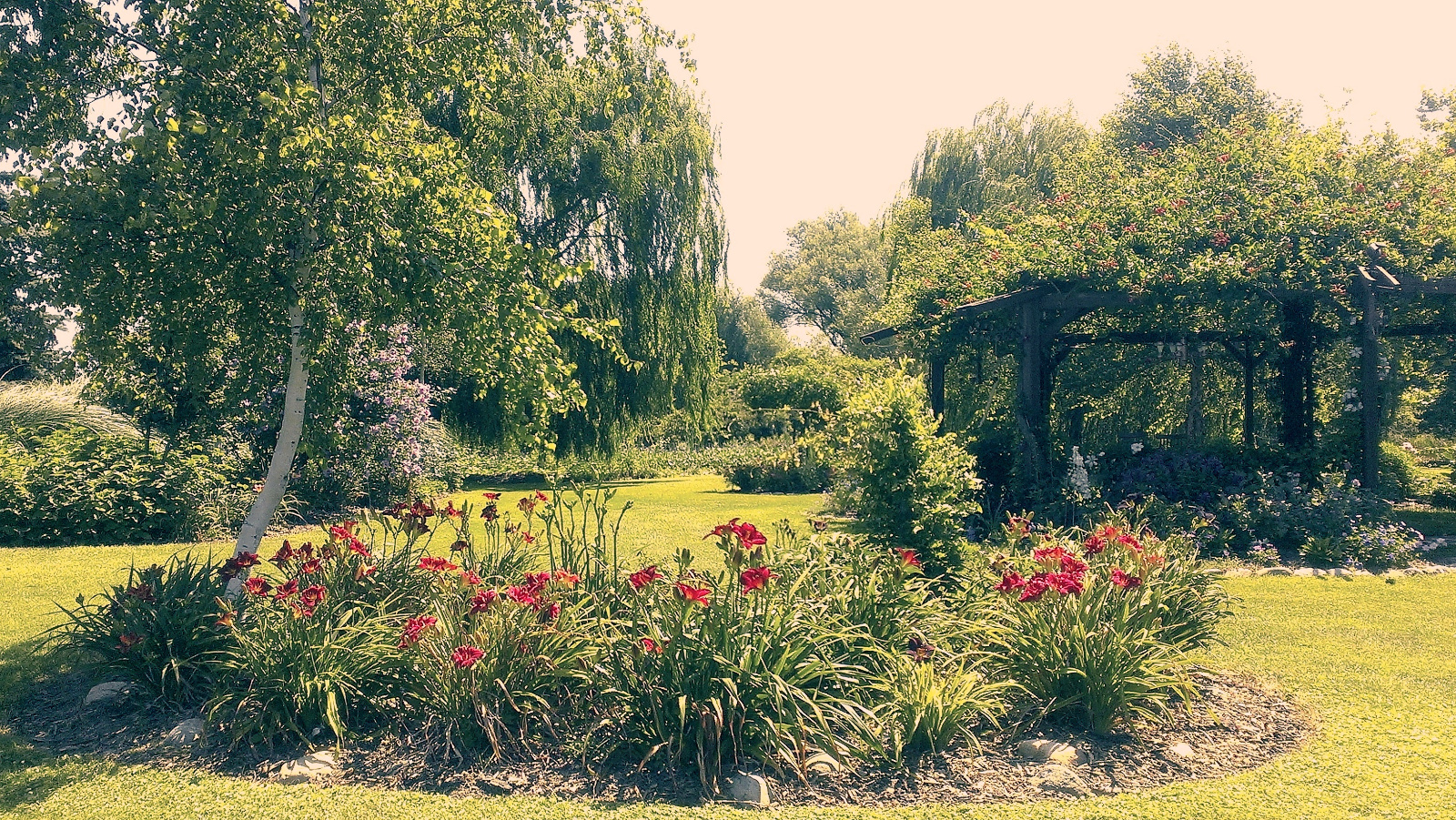 Red Daylily flowerbed
