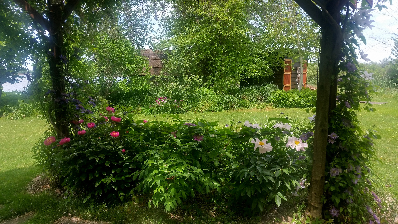 Garden Peonies and Clematis