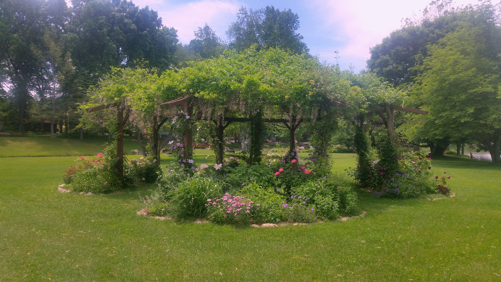 Flowers are awaking from the winter:  Clematis, Roses, Garden Peony, Scabiosa, Delphinium and Geranium flower as the end of Wisteria spent flowers hold on above