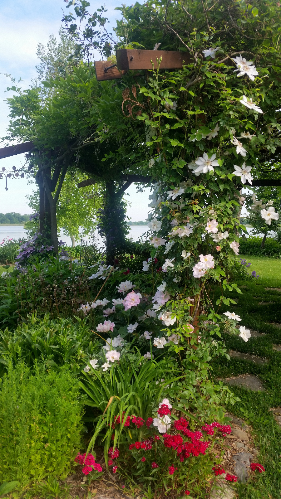 Climbing Clematis and Rose with Sweet William in foreground and Penstemon behind