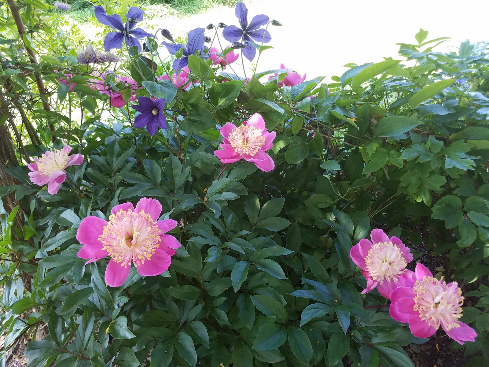 Clematis and Garden Peony