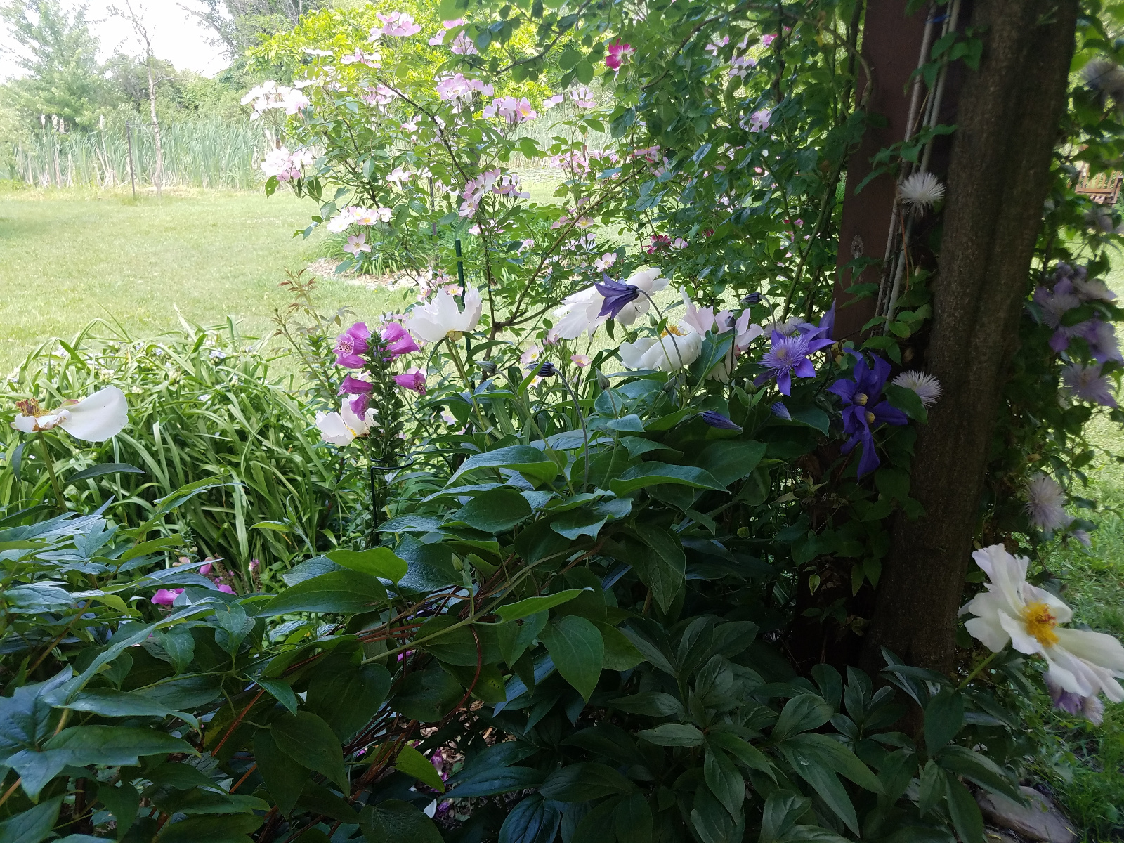 Roses, Clematis, Garden Peony and Foxglove