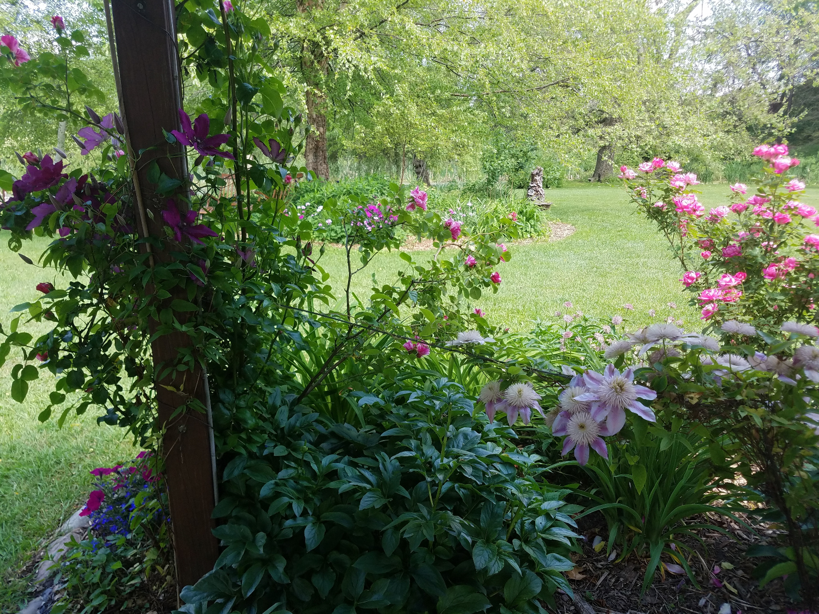 Climbing Clematis intertwines with striped Rose with other Roses, Clematis, blue Lobilia and Petunia in bloom