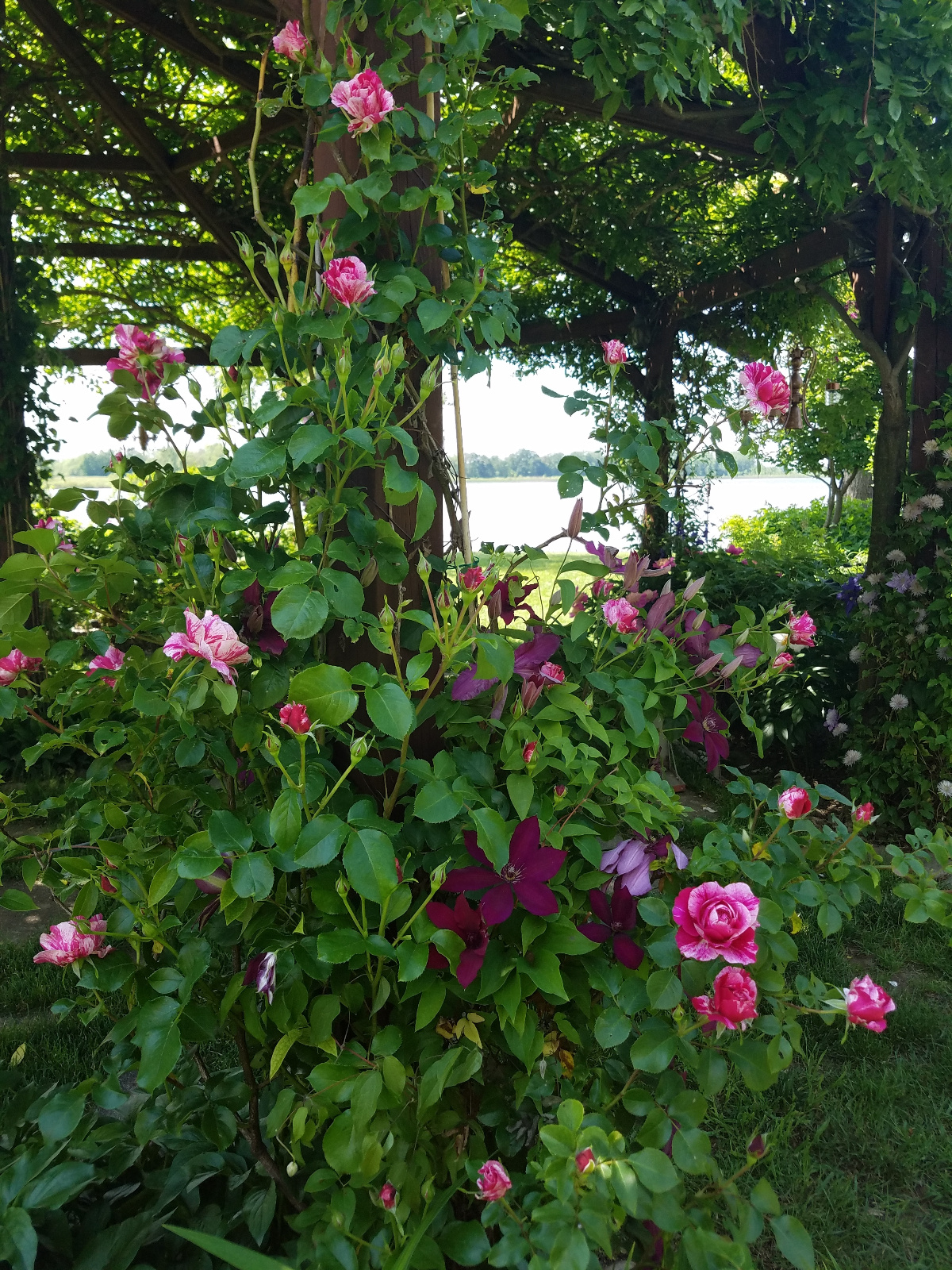 Climbing Clematis intertwines with beautiful striped Rose