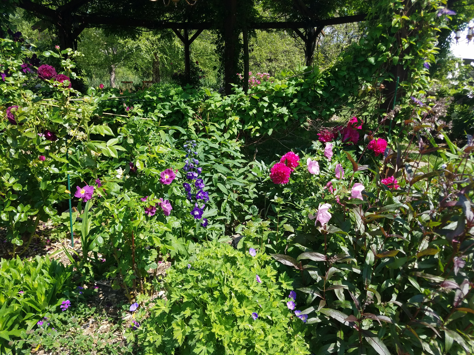 Rose, Delphinium, Husker Red Penstemon and Geranium