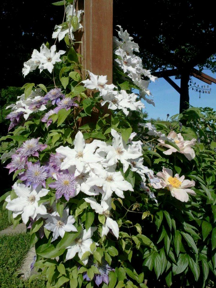 Two Clematis in bloom together