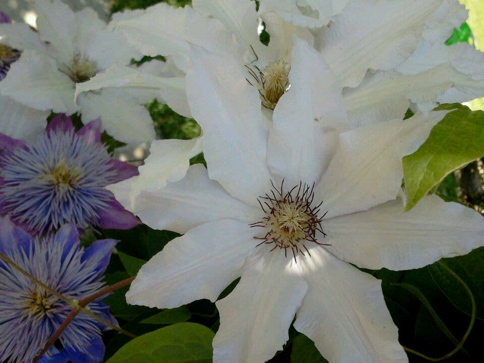 Close-up of Clematis