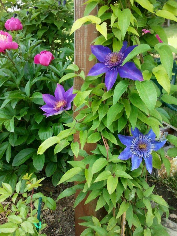 Garden Peony and blue Clematis