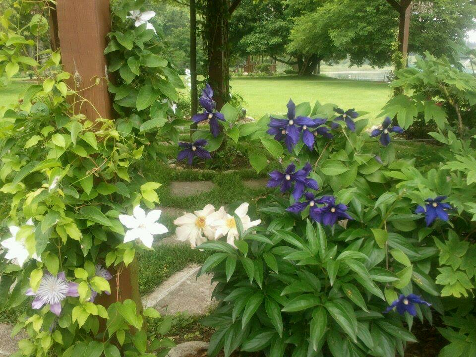 Two varieties of Clematis and Garden Peony
