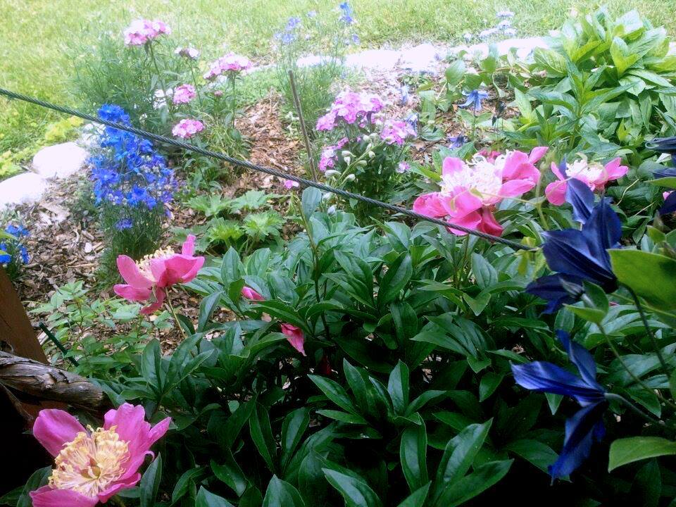 Blue Delphiniums, Clematis, Garden Peony and Sweet Williams