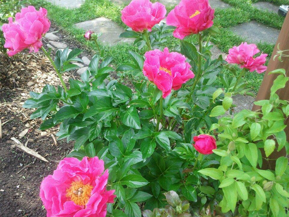 Garden Peony