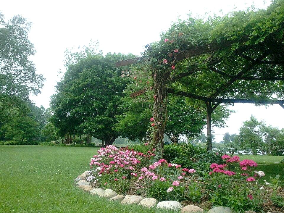 Sweet Williams in bloom.