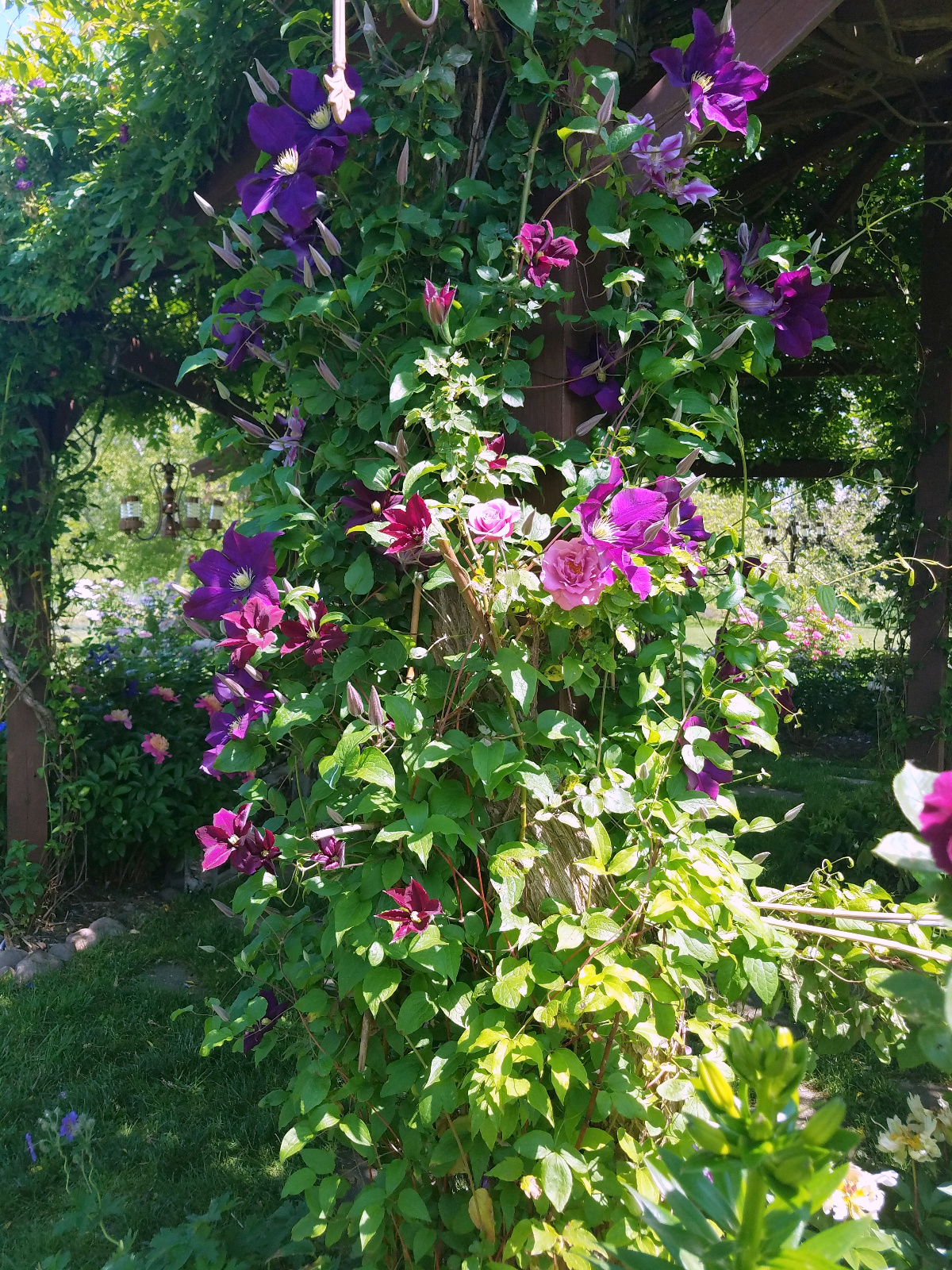 Three varieties of Clematis intertwined with Climbing Angel Face Rose