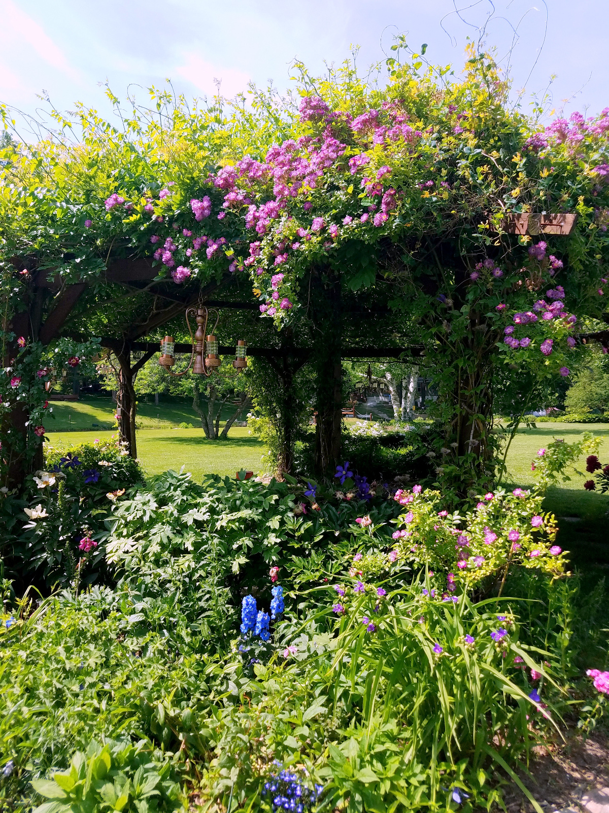 Climbing Rose intertwined with Honeysuckle, Clematis, Delphinium, Foxglove and Spiderwort