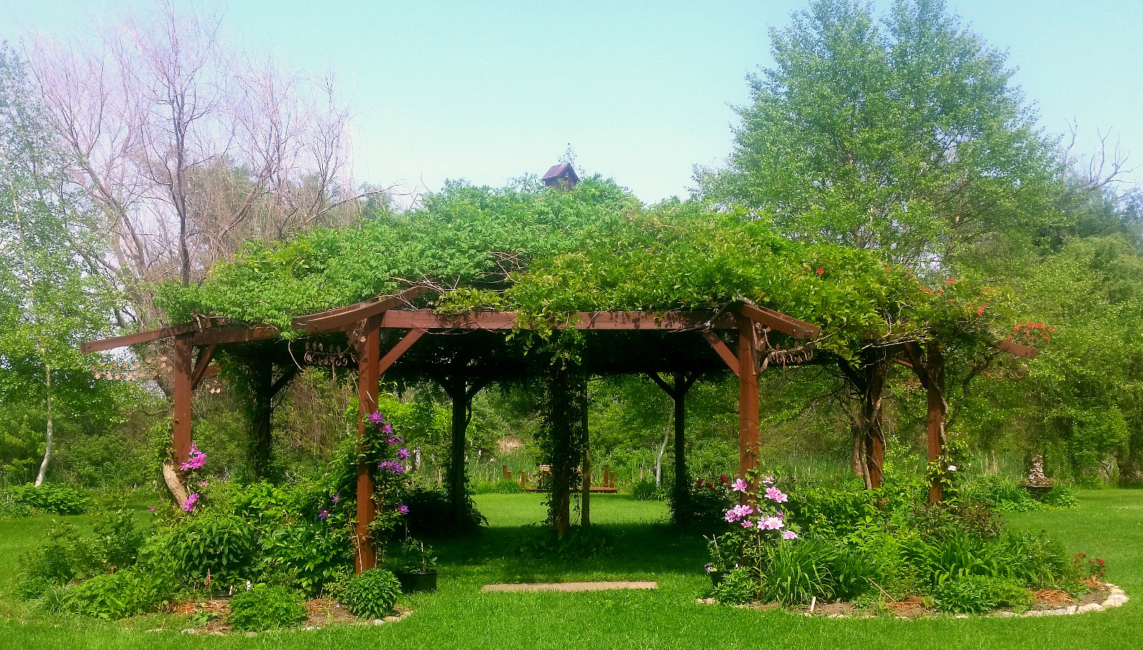 SPENT WISTERIA BLOOMS TOP FLOWERING GAZEBO; CLEMATIS CLIMB POSTS