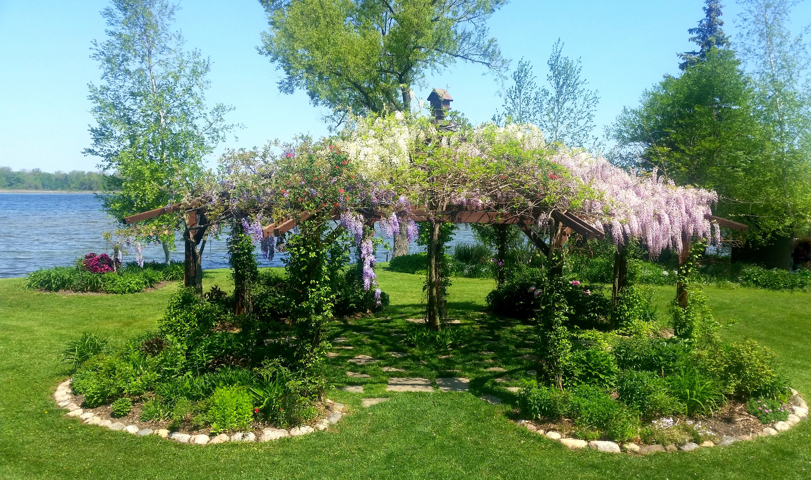 WISTERIA AND RED HONEYSUCKLE IN BLOOM ATOP FLOWERING GAZEBO; SWEET WILLIAM AND CREEPING PHOLX ARE STARTING TO BLOOM