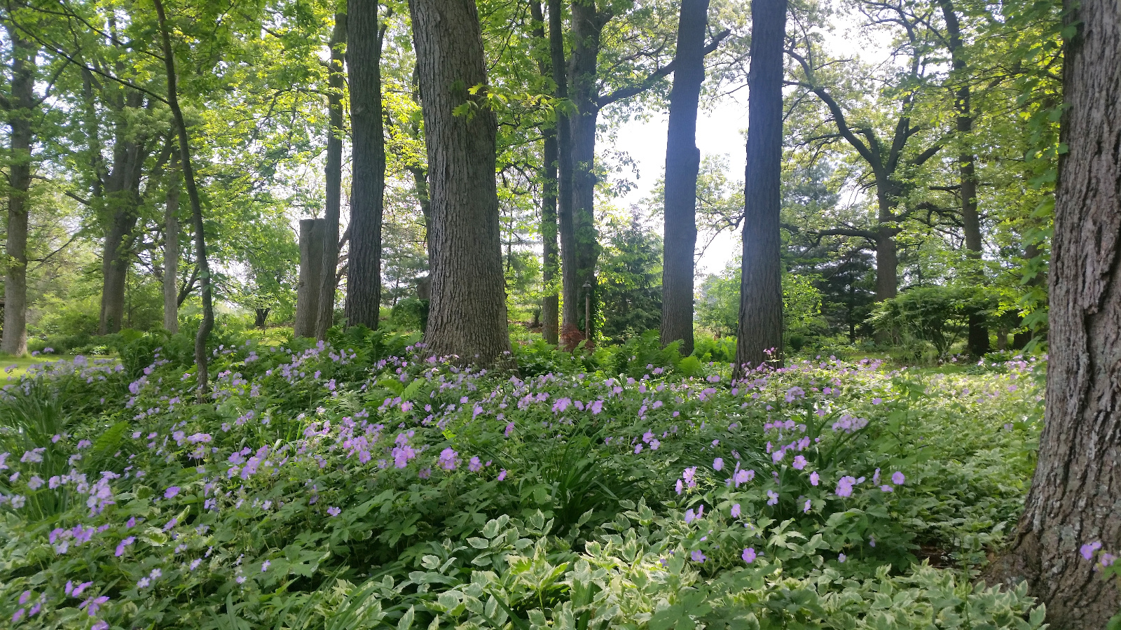 EMERGING SPRING PLANTINGS