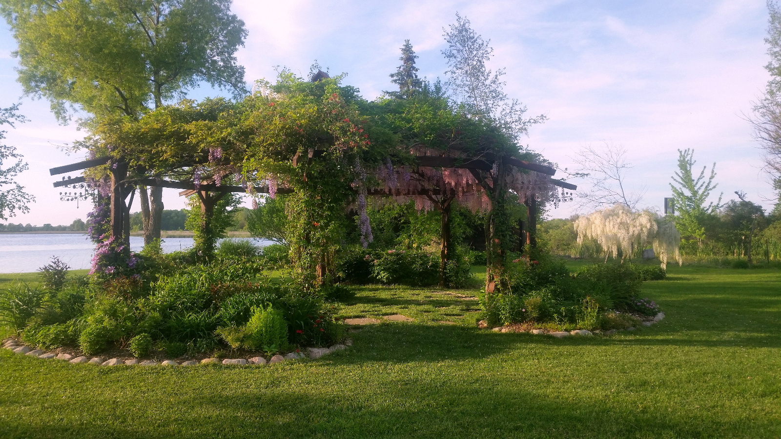 PURPLE WISTERIA ON LEFT, PINK WISTERIA BACKSIDE IN BLOOM ATOP FLOWERING GAZEBO; CLEMATIS CLIMB GAZEBO POSTS WITH SWEET WILLIAM AND GERANIUM IN BLOOM INSIDE FLOWERBEDS