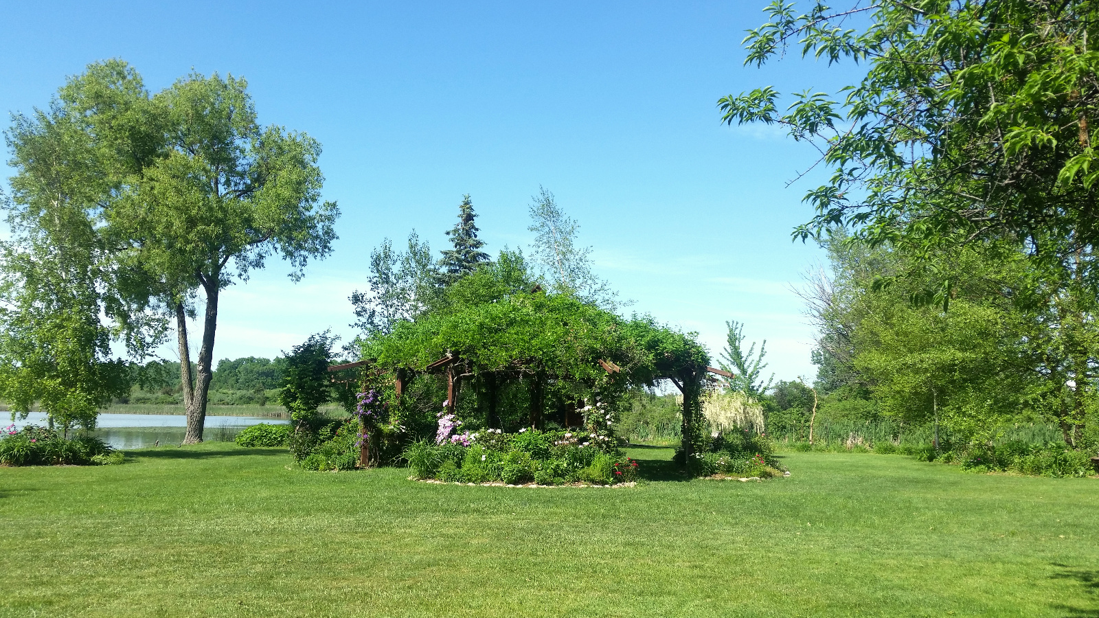 SPENT WISTERIA BLOOMS TOP FLOWERING GAZEBO; CLEMATIS CLIMB POSTS; ROSES, SWEET WILLIAM, CAMPANULA AND GARDEN PEONY BLOOM INSIDE FLOWERBED