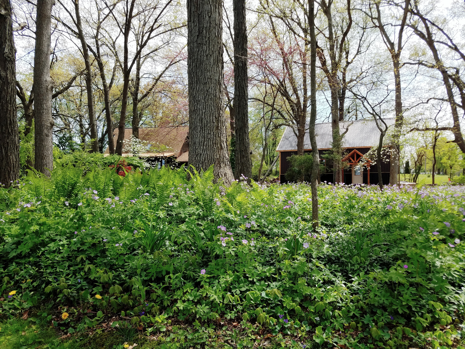 EMERGING SPRING PLANTINGS