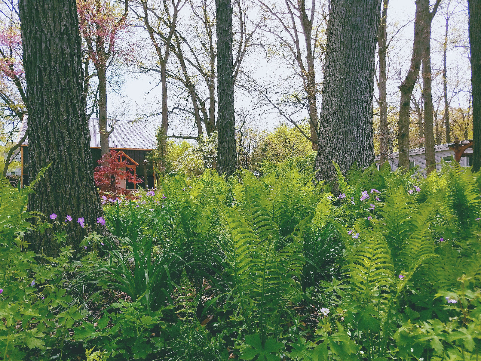 EMERGING SPRING PLANTINGS