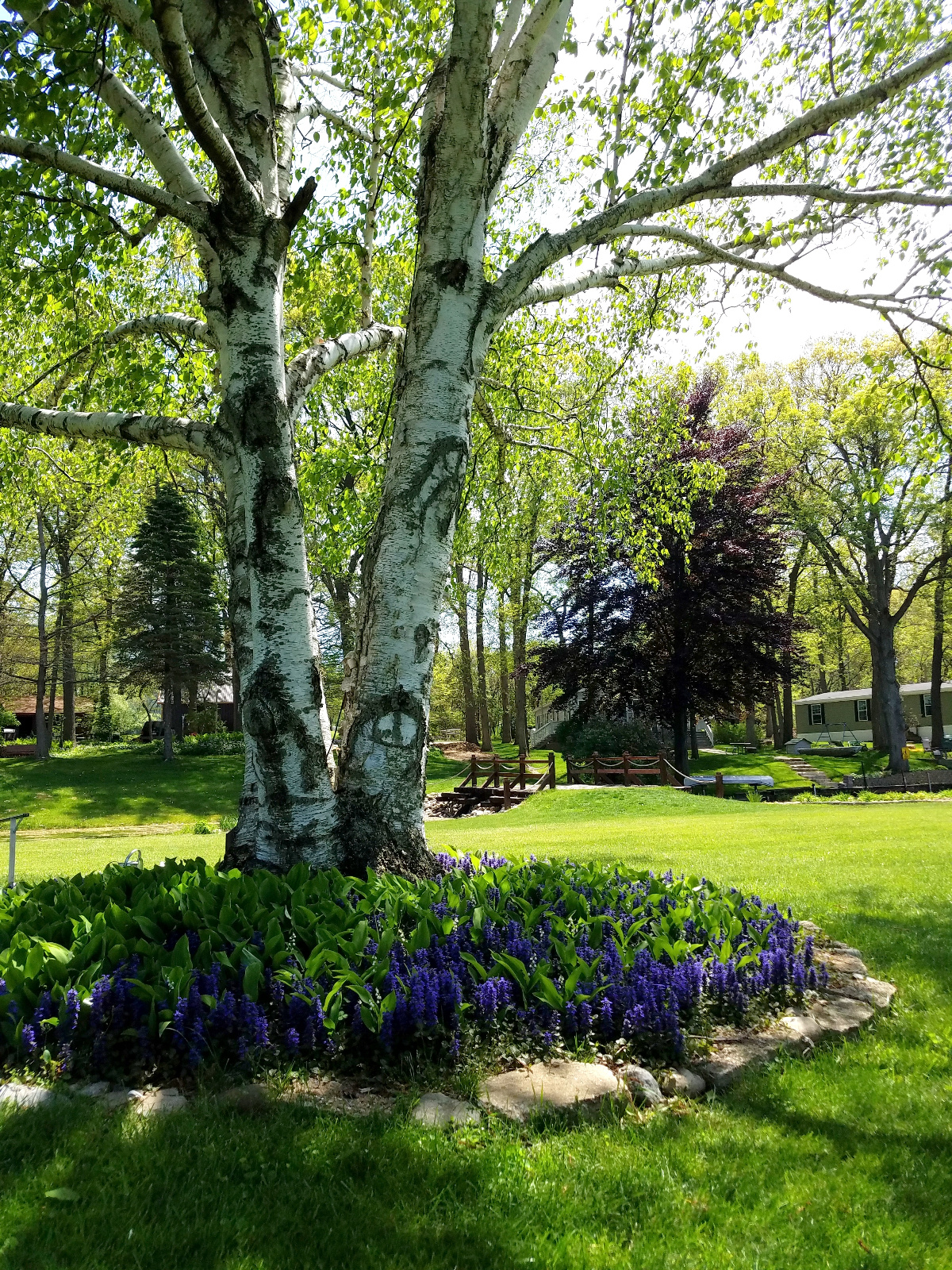 ISLAND CENTER BIRCH TREE WITH BLOOMING AJUGA AND LILY OF THE VALLEY BELOW
