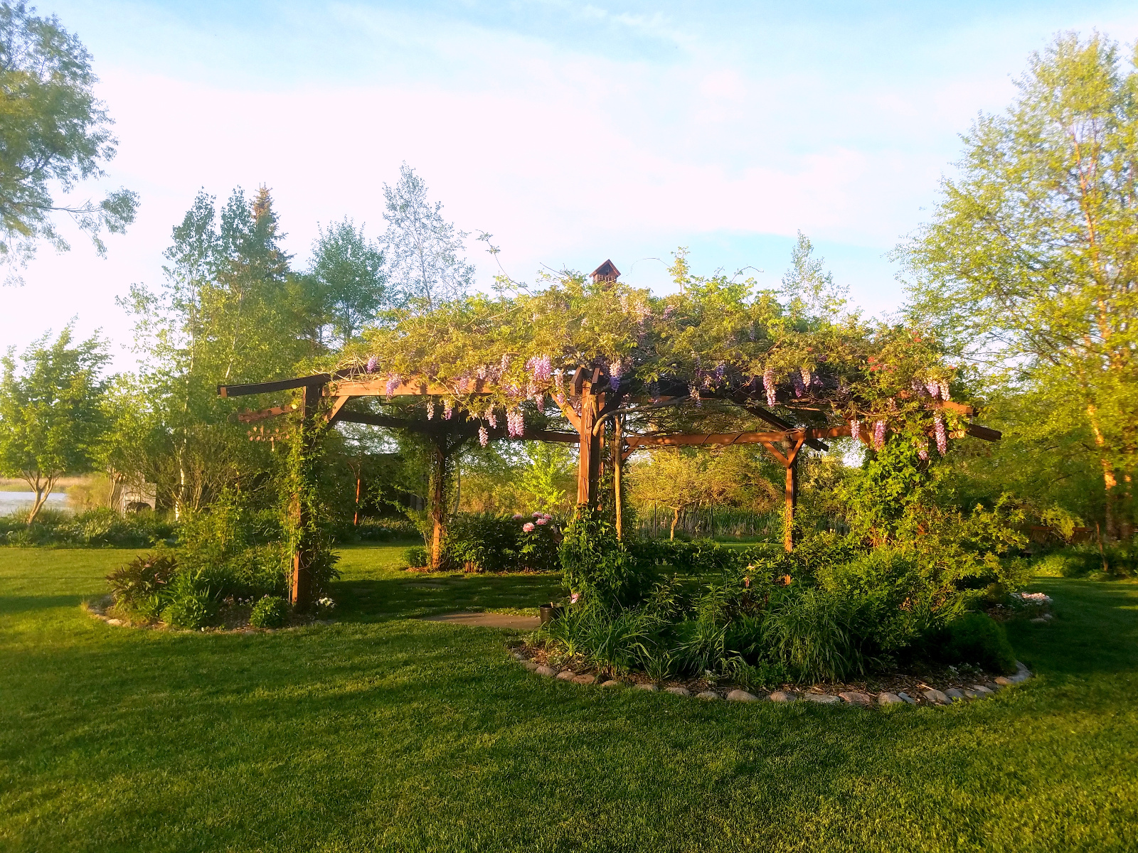 WISTERIA IN BLOOM ATOP FLOWERING GAZEBO; TREE PEONIES START TO BLOOM