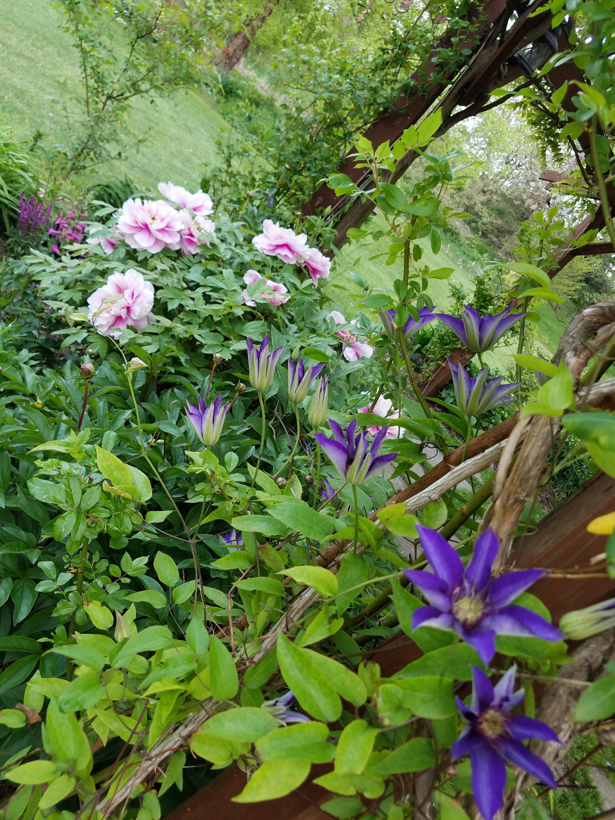 TREE PEONY CENTER, BLUE CLEMATIS CLIMBS POST WITH VERONICA AND FOXGLOVE IN DISTANCE OF FLOWERBED