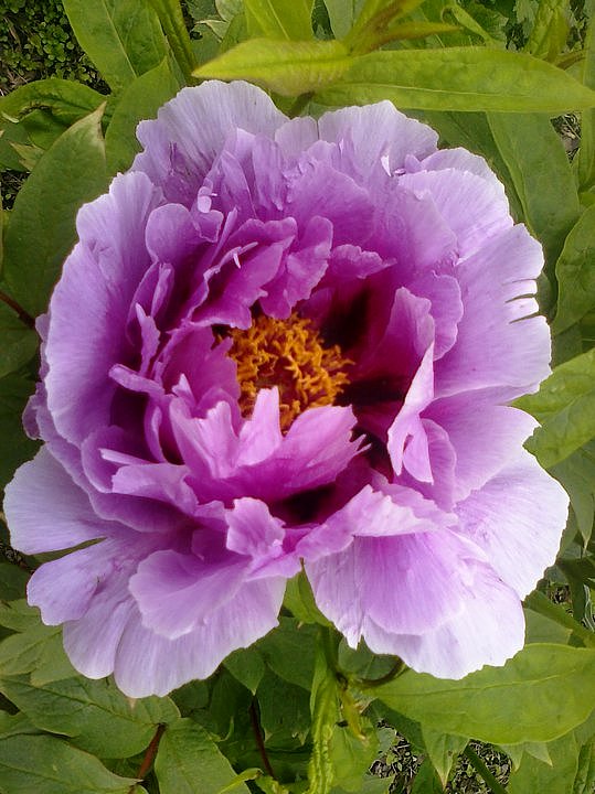 TREE PEONY