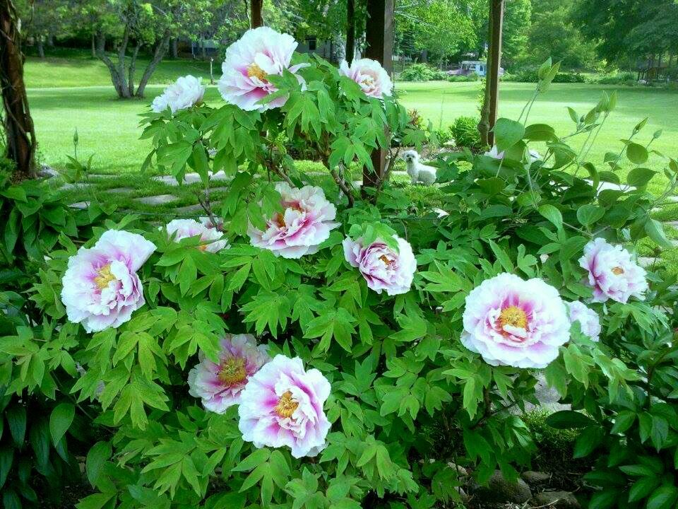 TREE PEONY FULLY OPEN