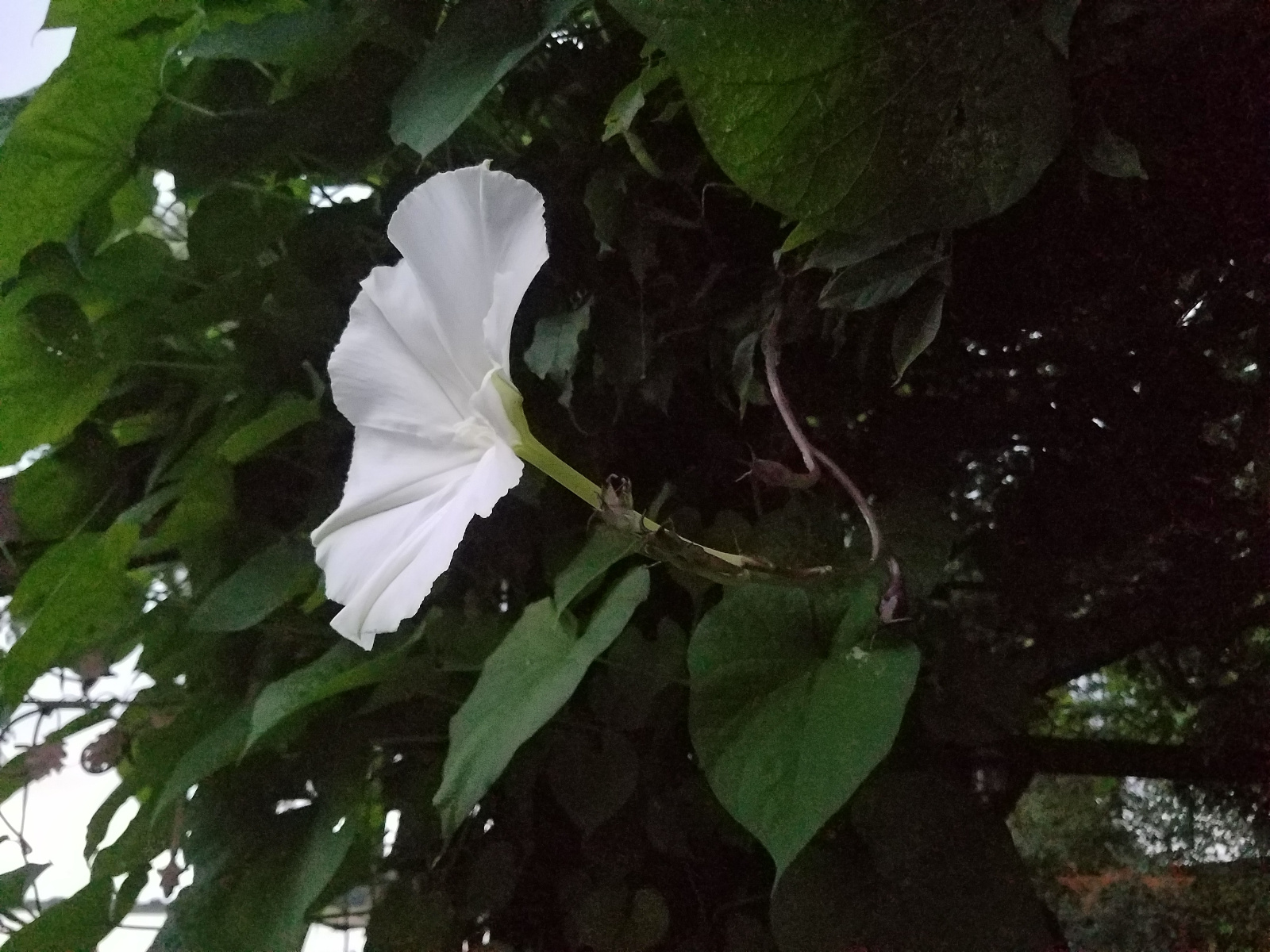 Side view of Moonflower vine