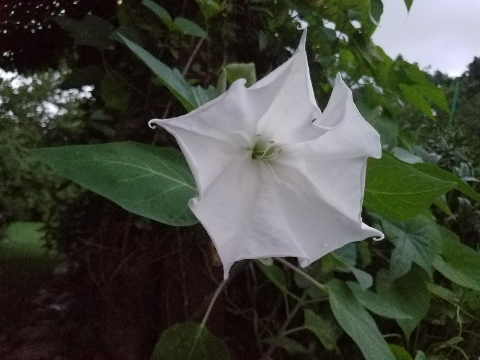 Moonflower about half open