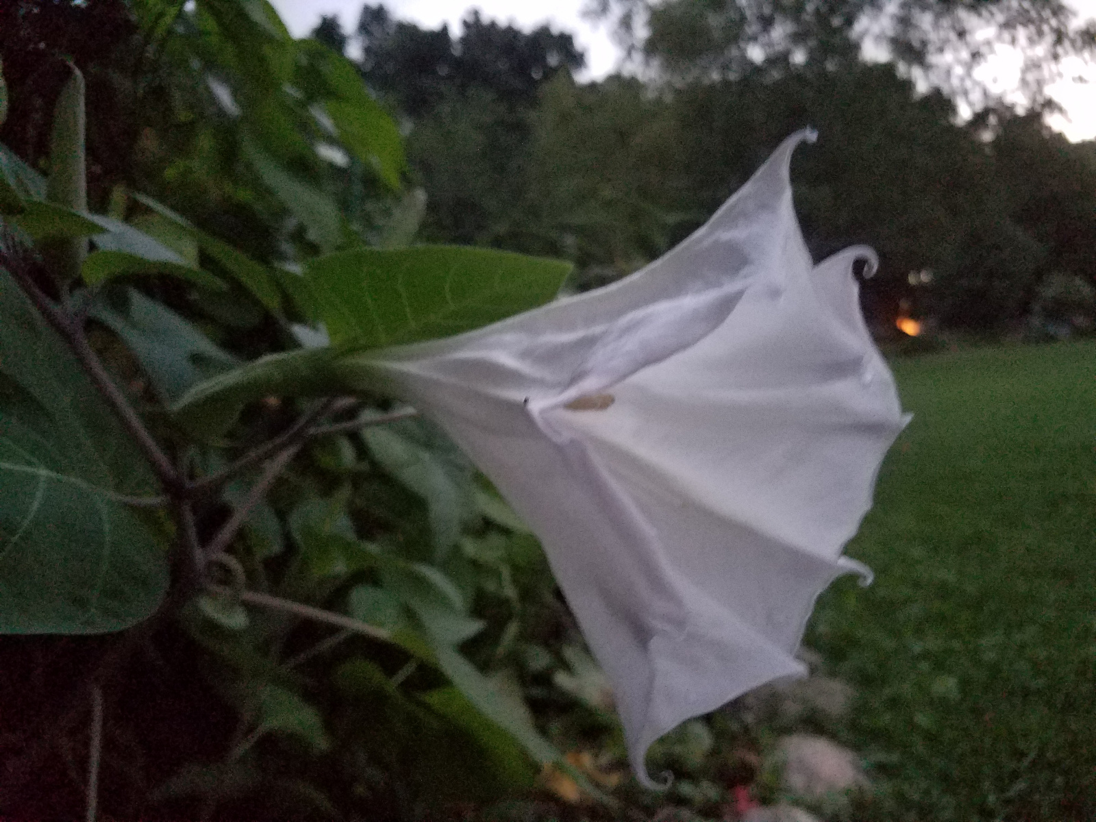 Side view of the Moonflower