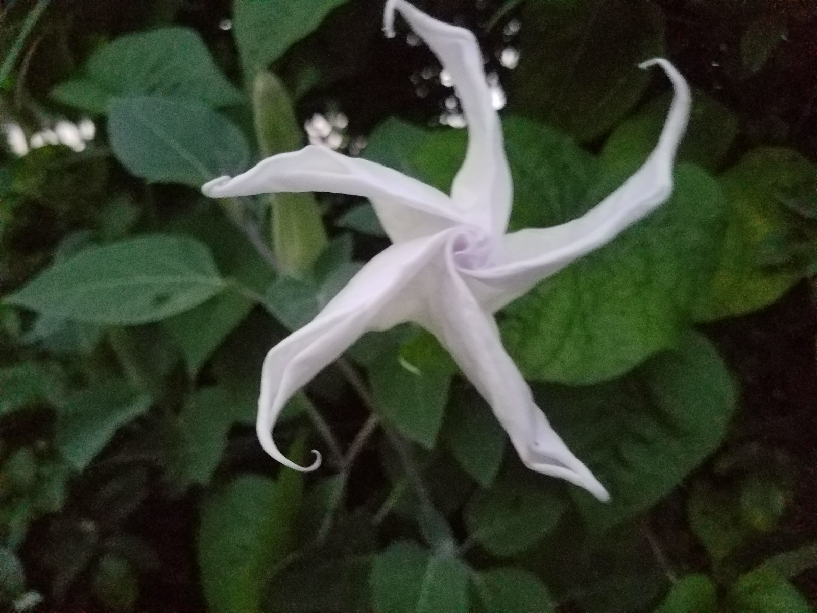 Isn't this beautiful!  It's the opening of a Moonflower